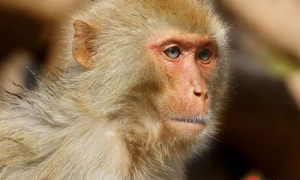 属猴人命中有两段婚姻 属猴人命中有两段婚姻好吗