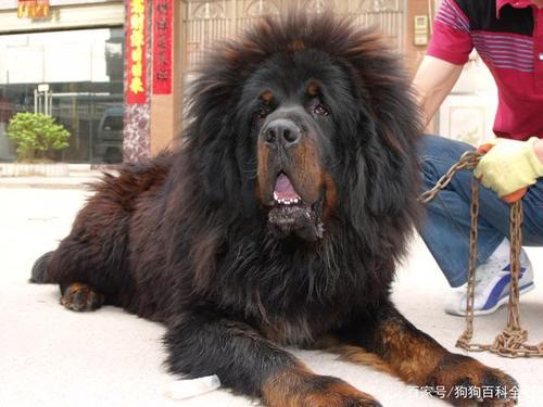藏獒又名西藏獒犬,是一种体型较大,性格凶猛的犬种,原产于青藏高原