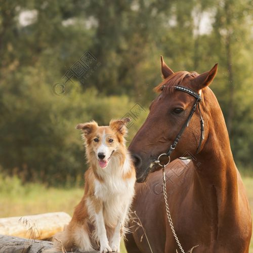 红色边境牧羊犬狗和马1年前发布