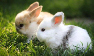 属兔人的婚姻 属兔人的婚姻与命运十二生肖