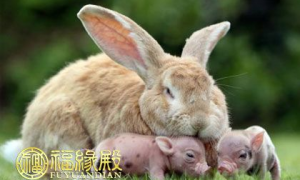 兔和猪相配婚姻如何 兔和狗相配婚姻如何