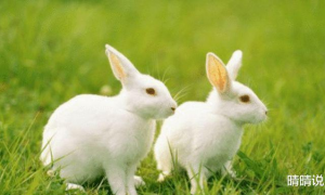 属兔不宜婚配的生肖 属兔的和什么属相不能婚配
