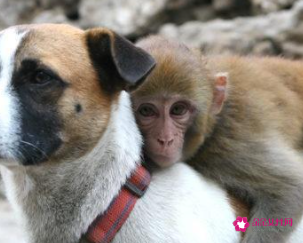 女属狗vs男属猴在十二生肖组合中,属狗的和属猴的不相冲,也不相合.