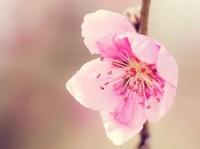 午,卯,酉被称为命理八字中的四桃花,命中带桃花,意味着容易有桃花运