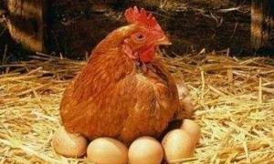 梦见母鸡下蛋 梦见母鸡下蛋还去捡了