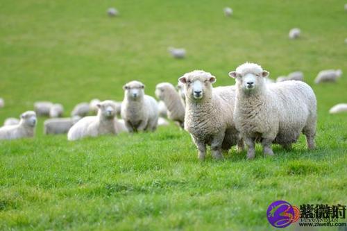 属羊和属羊配对优点:相同的生肖属相之间性格往往会比较相近,两个人在