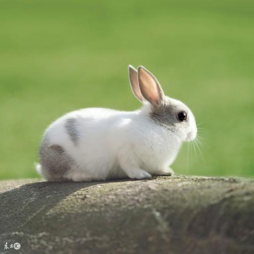 温馨提示:10月对于属兔人来说,是运势畅顺,事事顺心如意,大展拳脚的好