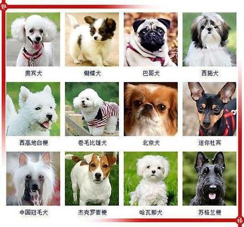 重庆浩萱宠物网 - 柯基,金毛,拉布拉多宠物犬,教你宠物猫狗饲养护理