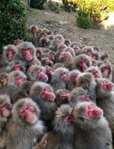冬季寒冷气流影响日本 500只猴子抱团取暖(图)