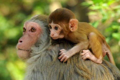 1968年猴女有几次婚姻,68年属猴人的婚姻