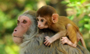 马女与猴男配对婚姻及命运 1968的猴女的婚姻