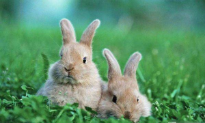 87兔兔一生有几次桃花运 87年属兔的桃花运在哪一年