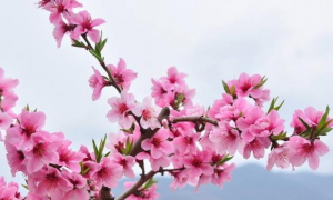 春天桃花运好的生肖是哪几个 春天桃花是什么意思