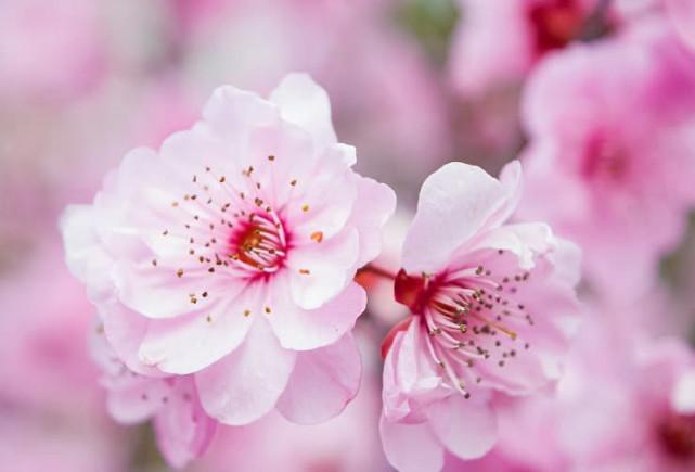 心理学测试哪朵桃花盛开的最美测今年你的桃花运会怎样