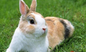 属兔的2023幸运颜色和数字 属兔的2023幸运颜色和数字是什么